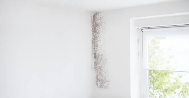 Best Mold Odor Removal Services  in USA